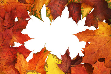 Wall Mural - frame with autumn colorful leaves on white or transparent background. top view. flat lay.