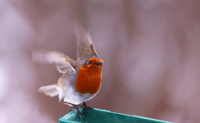 Wall Mural - The robin keeps its balance by flapping its wings,