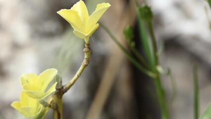 Wall Mural - yellow flowers swaying with the wind in the garden
