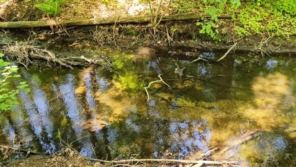 Wall Mural - A small stream of clear water in a green forest.