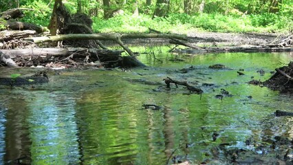 Wall Mural - A small stream of clear water in a green forest.