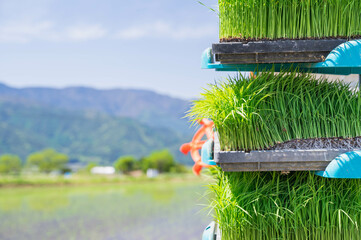 Wall Mural - 田植え機に積まれた稲の苗