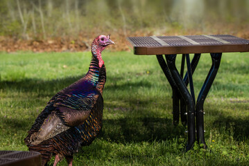 Wall Mural - a wild male turkey walked out from the woods to a picnic table in the park for foods.