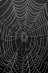 Morning Web
