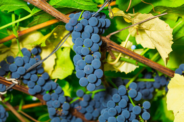 Wall Mural - ripe clusters of sweet red grapes