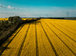 High voltage lines and canola