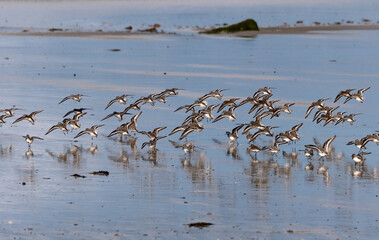 Wall Mural - Shallow birds in the prenuptial step on Galician beaches