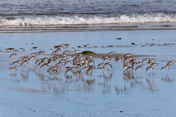 Wall Mural - Shallow birds in the prenuptial step on Galician beaches