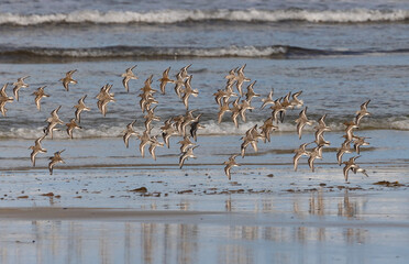 Wall Mural - Shallow birds in the prenuptial step on Galician beaches
