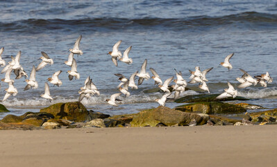 Wall Mural - Shallow birds in the prenuptial step on Galician beaches
