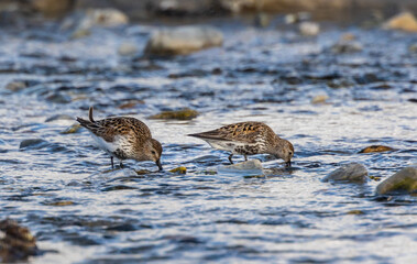 Wall Mural - Shallow birds in the prenuptial step on Galician beaches