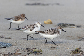 Wall Mural - Shallow birds in the prenuptial step on Galician beaches