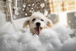 Small dog being washed in bath tube full of foam. 
