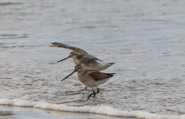 Wall Mural - different spectacular moments of the Bar-tailed Godwit