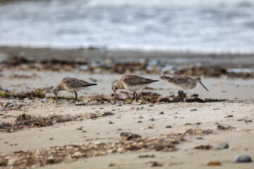 Wall Mural - different spectacular moments of the Bar-tailed Godwit