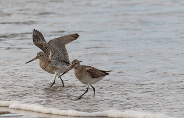 Wall Mural - different spectacular moments of the Bar-tailed Godwit