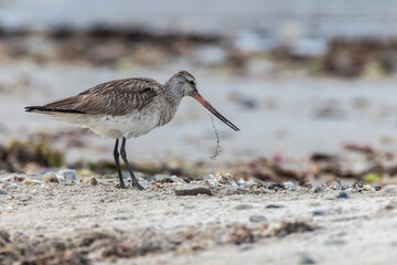 Wall Mural - different spectacular moments of the Bar-tailed Godwit
