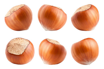 Wall Mural - hazelnut isolated on white background, full depth of field