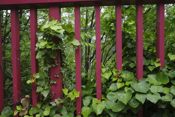 Sticker - Plants in a red railing