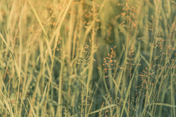 Abstract background with summer grass on sunny day