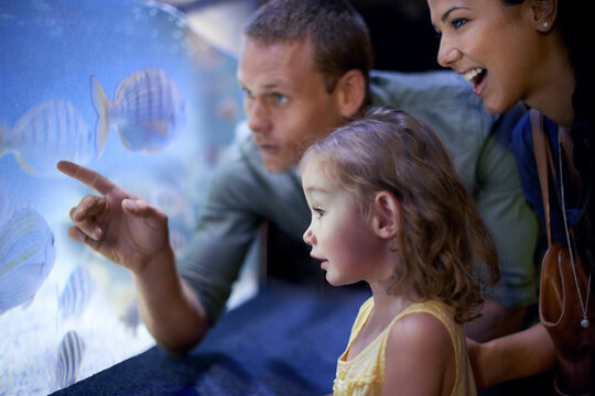 Family, aquarium and girl looking at fish for learning, curiosity and knowledge, education and bonding. Mother, oceanarium and happy child with father watching marine life underwater in fishtank.