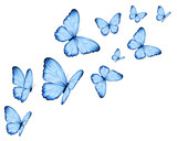 Fototapeta  - set of butterflies isolated on white