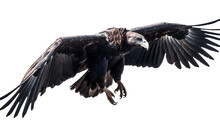 A Flying Vulture On A Transparent Background. Generative AI. 
