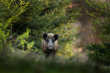 Poster - Wild boar in the forest. European nature during spring. Eye to eye contact with the boar.