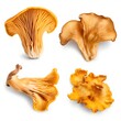 fresh chanterelle mushrooms isolated on white background, collection. Generative AI