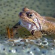 European Common brown Frog Rana temporaria with eggs