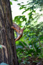 Squirrel Climbing On The Tree Trunk Between The Green Plants