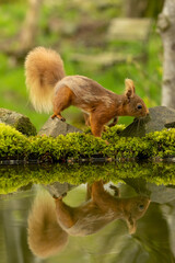 Wall Mural - cute and small scottish red squirrel in the forest by the water on the moss with beautiful water reflection in the woodland