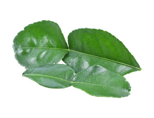 Wall Mural - Kaffir lime leaves transparent png