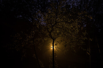 Wall Mural - mysterious pathway. footpath in the dark, foggy, autumnal, mysterious forest.
