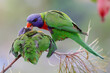 Australian Rainbow Lorikeet feeding fledgling chick