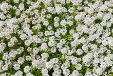 White Blooming Flowers Of The Evergreen Candytuft Iberis Sempervirens. Beautiful Summer Background Of White Flowers