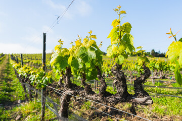 Rows of grapevines. Young spring crop of a green grape, farmland in California