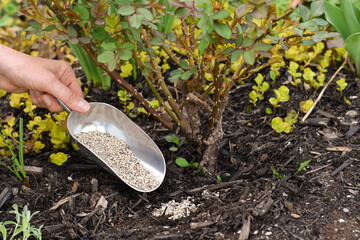 Person's hand spreading plant fertilizer in a spring garden