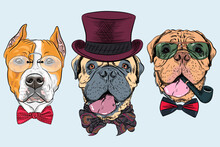 Vector Set Of Dogs In Hat And Bow Tie, American Staffordshire Terrier, Bullmastiff, French Mastiff Or Dogue De Bordeaux