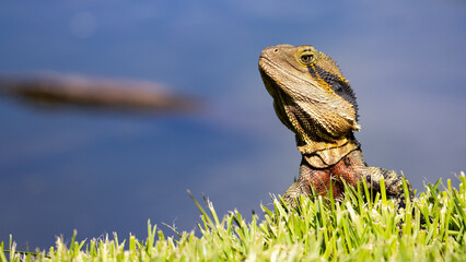 Portrait of unique Australian water dragon (Intellagama lesueurii) resting on the sun spotted in Saint Lucia Campus (University of Queensland), Brisbane, Queensland, Australia