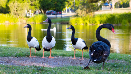 Beautiful unique magpie goose and black swan in park at lake alford, gympie, queensland, australia; unique australian wildlife	