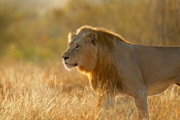 Wall Mural - big male african lion (panthera leo) at sunrise, kruger national park, south africa.