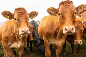 Wall Mural - close up of a herd of young, very curious female cows or heifers, facing forward and looking at came