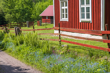 Canvas Print - Flowering True forget-me-not by the roadside and a red cottage