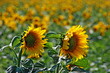 Sunflowers, field with Flowers. 