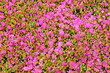 Flowers carpet. Pink background.