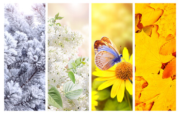 Wall Mural - Four seasons of year. Set of vertical nature banners with winter, spring, summer and autumn scenes