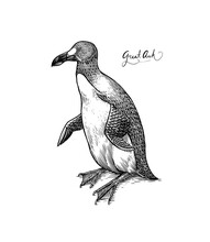 Great Auk. Flightless Alcid. Penguin. Extinct Species. Engraved Hand Drawn Vector Illustration In Woodcut Graphic Vintage Style, Vintage Drawing