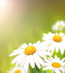 Aufkleber - Wild flowers of chamomile in a meadow on sunny nature spring background. Summer scene with camomile flower in rays of sunlight. Close-up or macro
