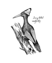 Ivory-billed Woodpecker. Extinct Predatory Bird. Engraved Hand Drawn Vector Illustration In Woodcut Graphic Vintage Style, Vintage Drawing